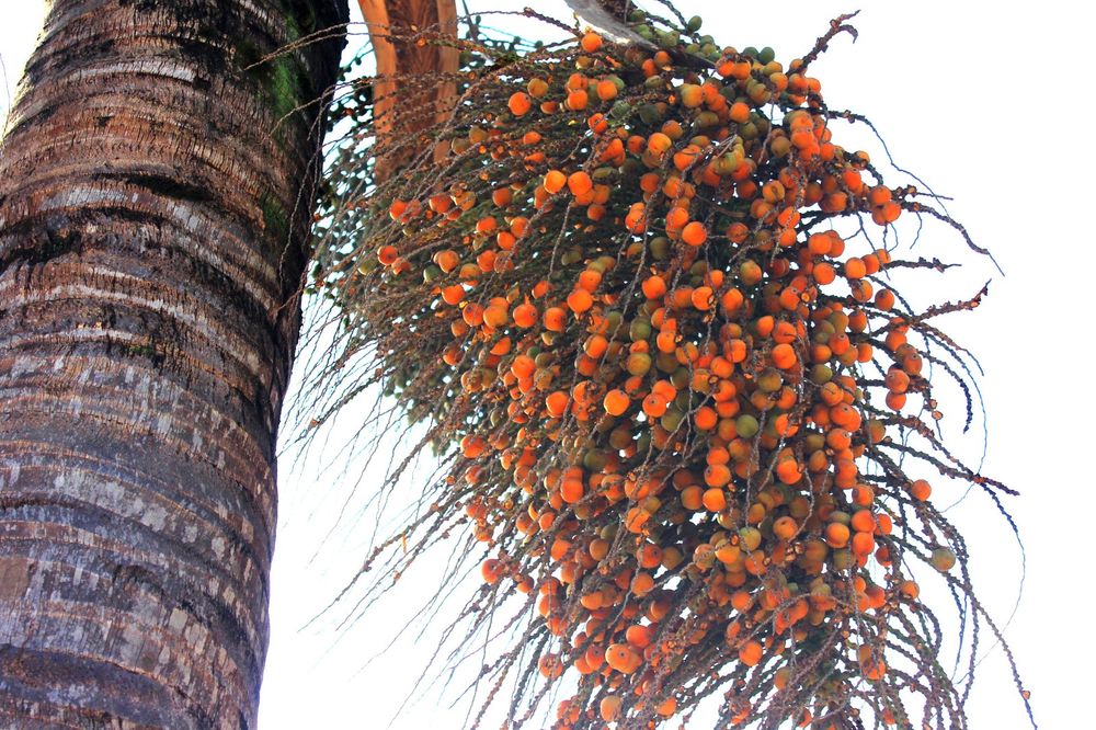 imagem em close de um tronco de palmeira e um grande cacho de frutos arredondados pendurados nele. Os frutos têm vários tons de laranja e verde e estão presos ao cacho por hastes finas. O fundo é um céu muito claro

📸 Instituto Auá
