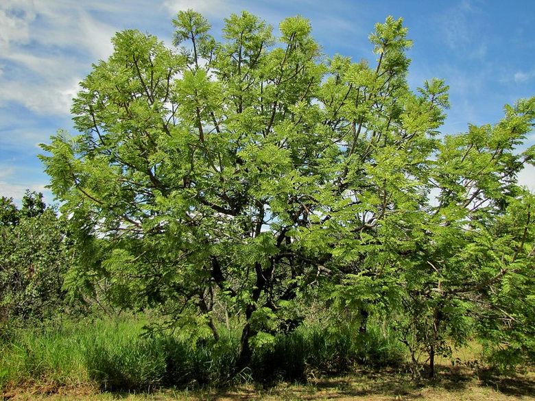 Uma árvore verdejante com uma copa ampla e ampla. A árvore ocupa maior parte do enquadramento. O fundo inclui alguma vegetação menor e um céu azul parcialmente nublado 
Foto de Maurício Mercadante/Flickr