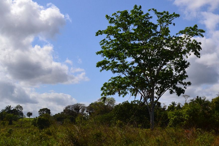 uma árvore muito alta, cheia e frondosa no meio do solo, ligeiramente à esquerda do centro, sob um céu parcialmente nublado. Ao fundo, estendendo-se pela imagem, há uma linha de árvores e arbustos mais baixos, criando um efeito de vegetação em camadas. O primeiro plano é composto por gramíneas altas e arbustos baixos

📷 Agnaldo Severo