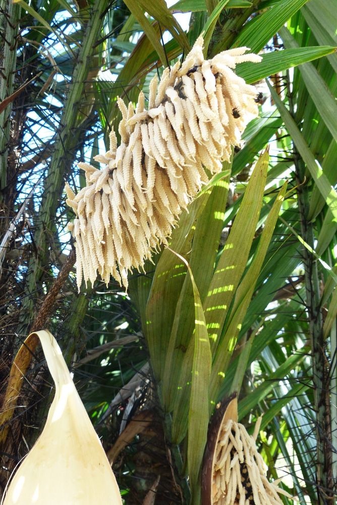 um close da inflorescência de uma palmeira espinhosa.  A inflorescência é um cacho grande e pendente de flores branco-creme semelhantes a fios ou frutos em desenvolvimento.  O tronco espinhoso da palmeira e as folhas longas e pontiagudas também são visíveis
foto de plantet.org
