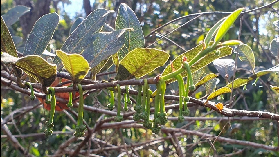 close dos galhos e folhas de uma planta com inflorescências pendentes dos galhos. As folhas são ovaladas e relativamente grandes. O fundo está desfocado.
Foto de João Arthur Rabello/iNaturalist
