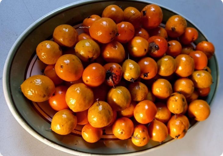 um prato raso e oval cheio de numerosas frutas pequenas e redondas de cor laranja

📷 andersontropicals.com