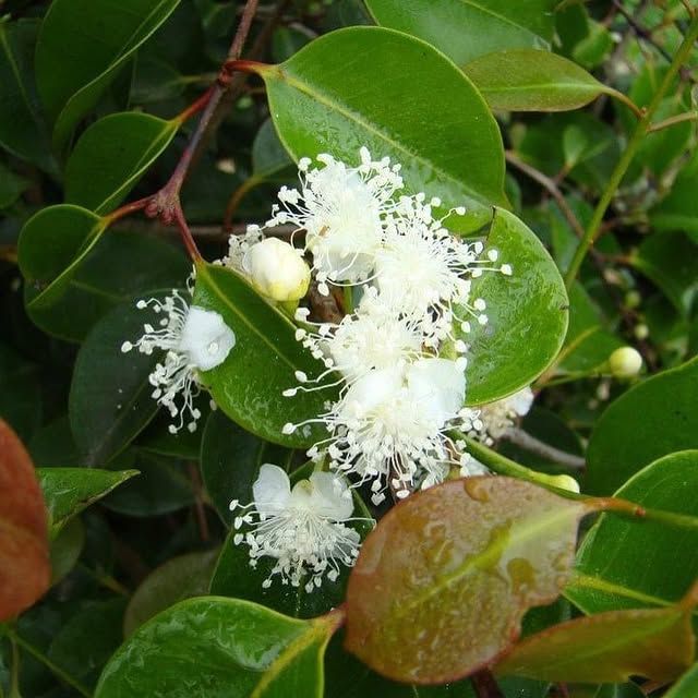 close de um cacho de delicadas flores brancas florescendo em meio a folhas verdes vibrantes e ligeiramente molhadas. As flores têm numerosos estames longos e finos, o que lhes confere uma aparência fofa. Há alguns botões fechados

📷 Murilo Antonio Soares/Jardim Botânico do Rio de Janeiro