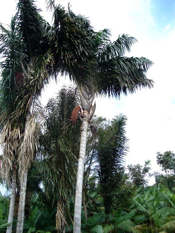 um grupo de palmeiras. A palmeira central é alta com as folhas projetadas para fora. As outras palmeiras são ligeiramente mais baixas. O fundo é composto por mais vegetação sob um céu parcialmente nublado
Foto de Kelen Soares/Flickr