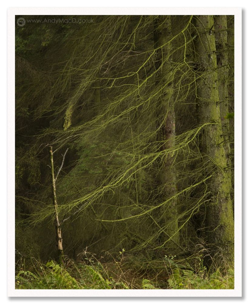 A shattered deciduous tree surrounded by pines. That’s the literal description, but what I saw was:

- the relationship of a tiny original tree surrounded by huge overbearing farmed trees.
- the way the light hit the horizontal branches “reaching” towards it. I couldn’t decide if that was in that or embrace.
- the darkness and density of the wood behind isolating that little tree.
- the directional flow of the branches and the contrast of the deciduous trunk being upright and static.

Taking the time to observe, is far more important to me than choosing a compelling subject. 

In the end the important thing to remember in photography is just to get outside, observe, tell stories even if just in your my head and photograph the whole rather than the subject.

