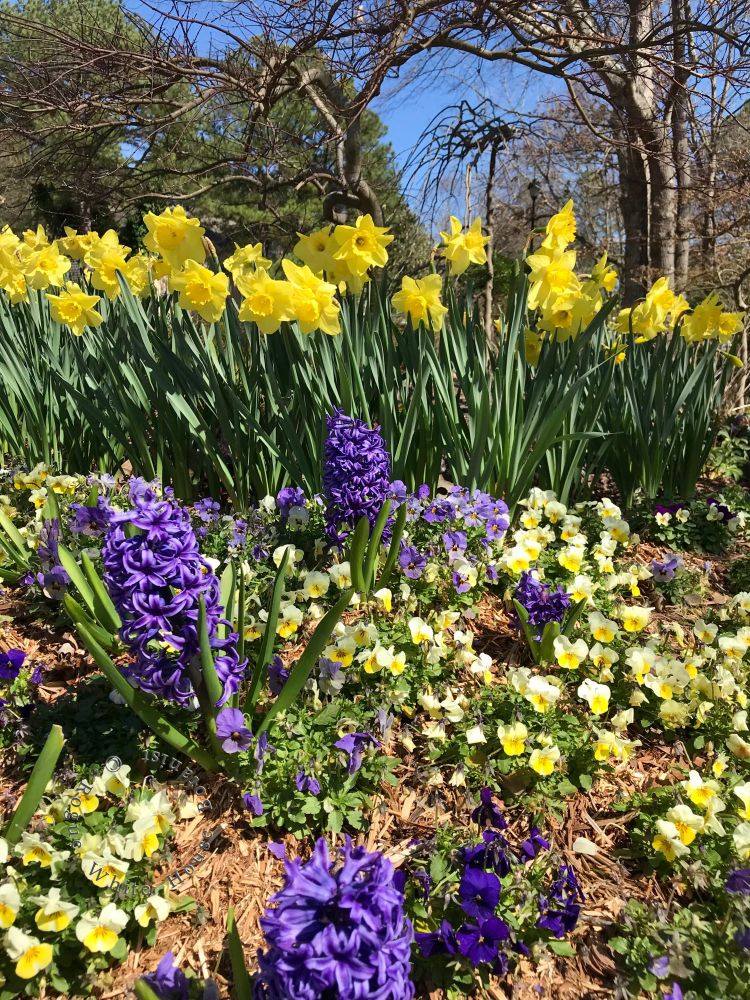 A sunnier version of the same flowerbed with golden yellow daffodils, blue hyacinths and yellow violas. 
