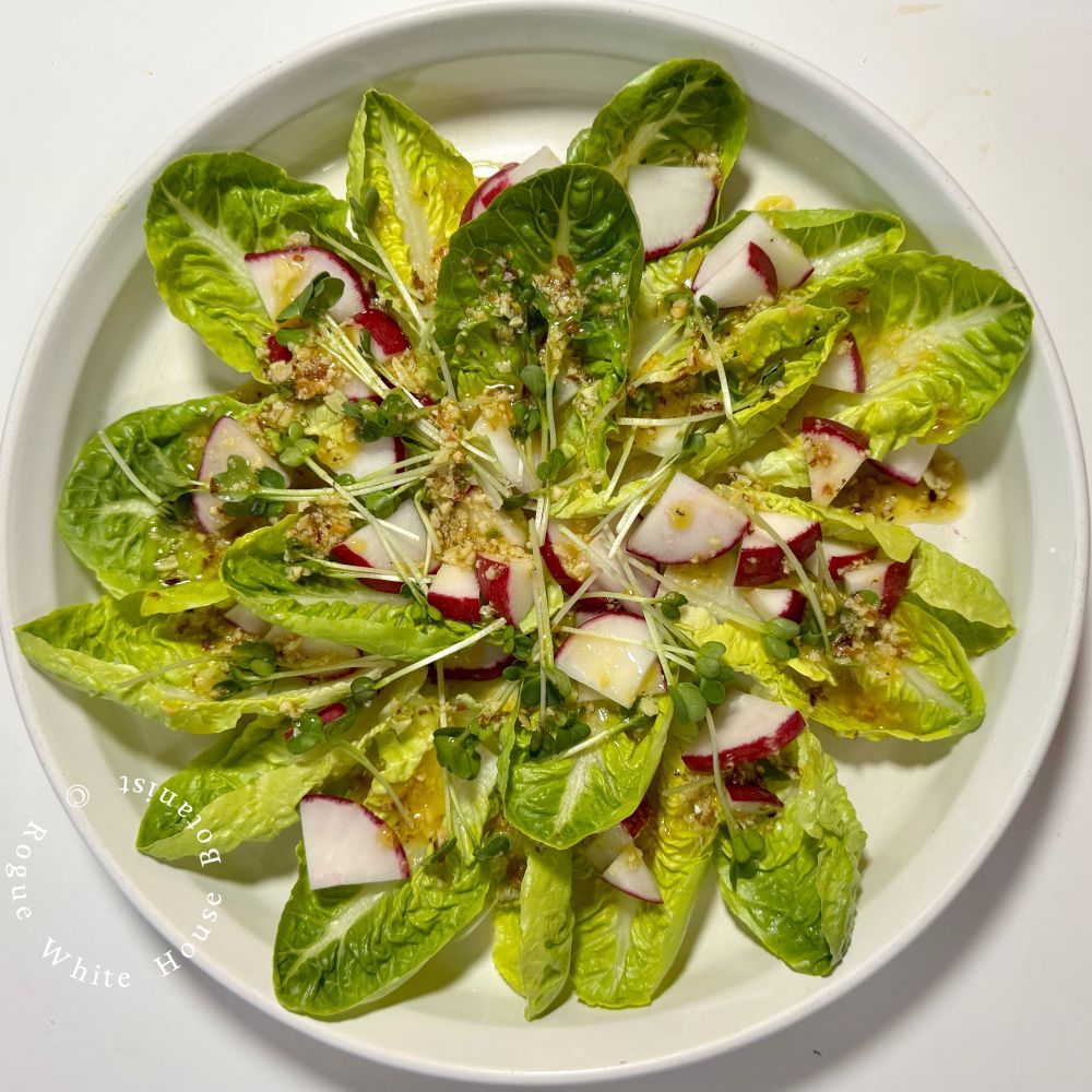 A round white serving dish with a circular pattern of Little Gem lettuce leaves, topped with radish sprouts and radish chunks. I made an almond-lemon dressing to go on the salad. 