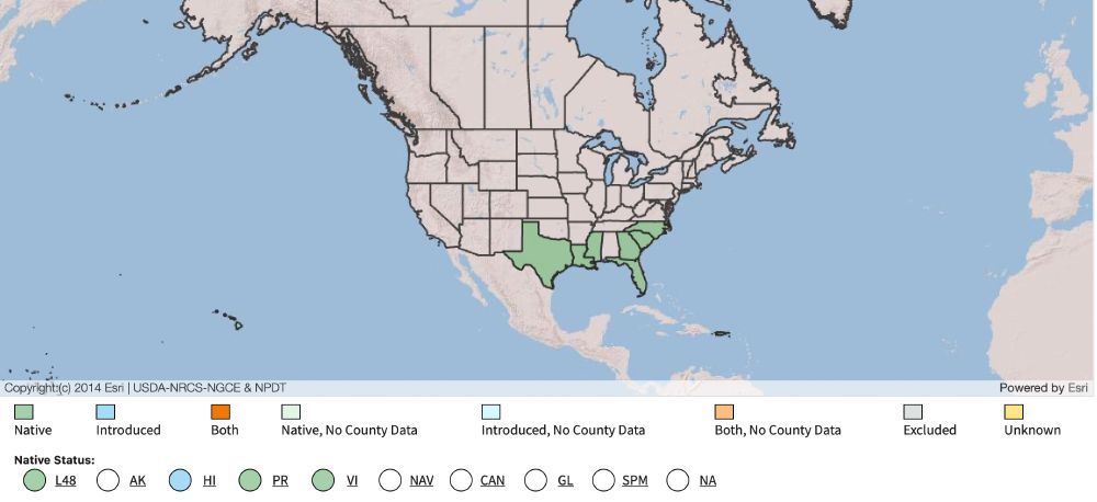 A map of the United States, in which several states in the southeast are high-lighted in green, indicating they are native sources for Indigofera suffruticosa. 