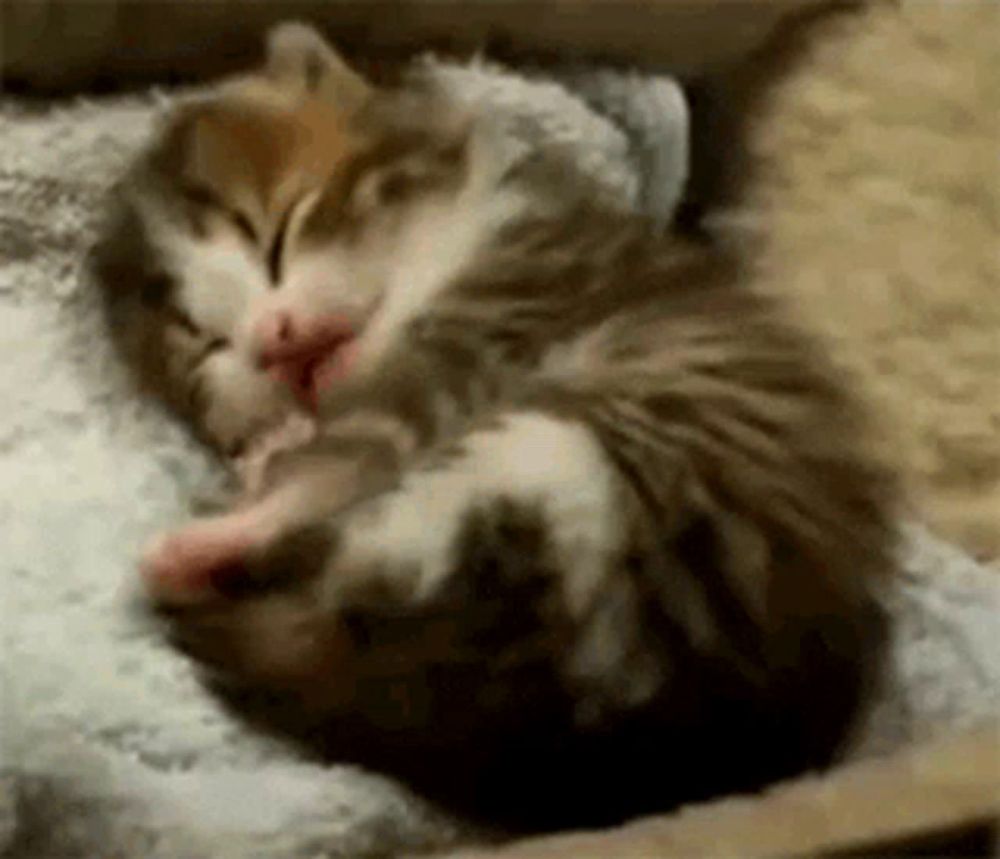 a cat is sleeping next to a kitten on a bed .