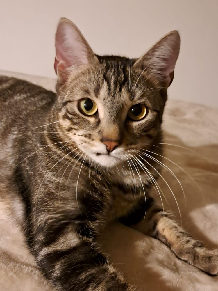 Portrait de Gus, chat d'exception qui a trop la classe
