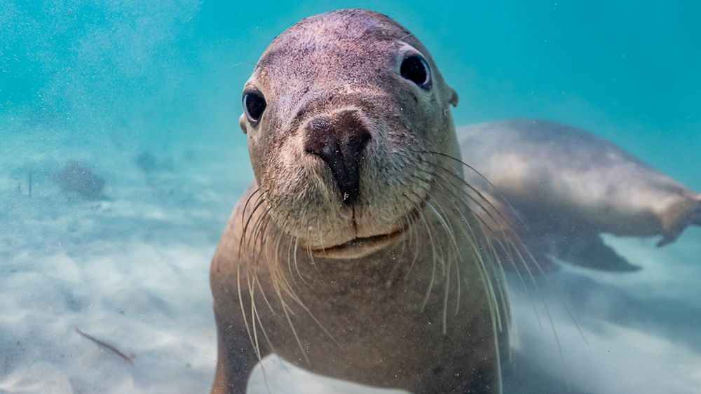 Sea lion looking directly at camera. Photo by Dylan Dehaas.