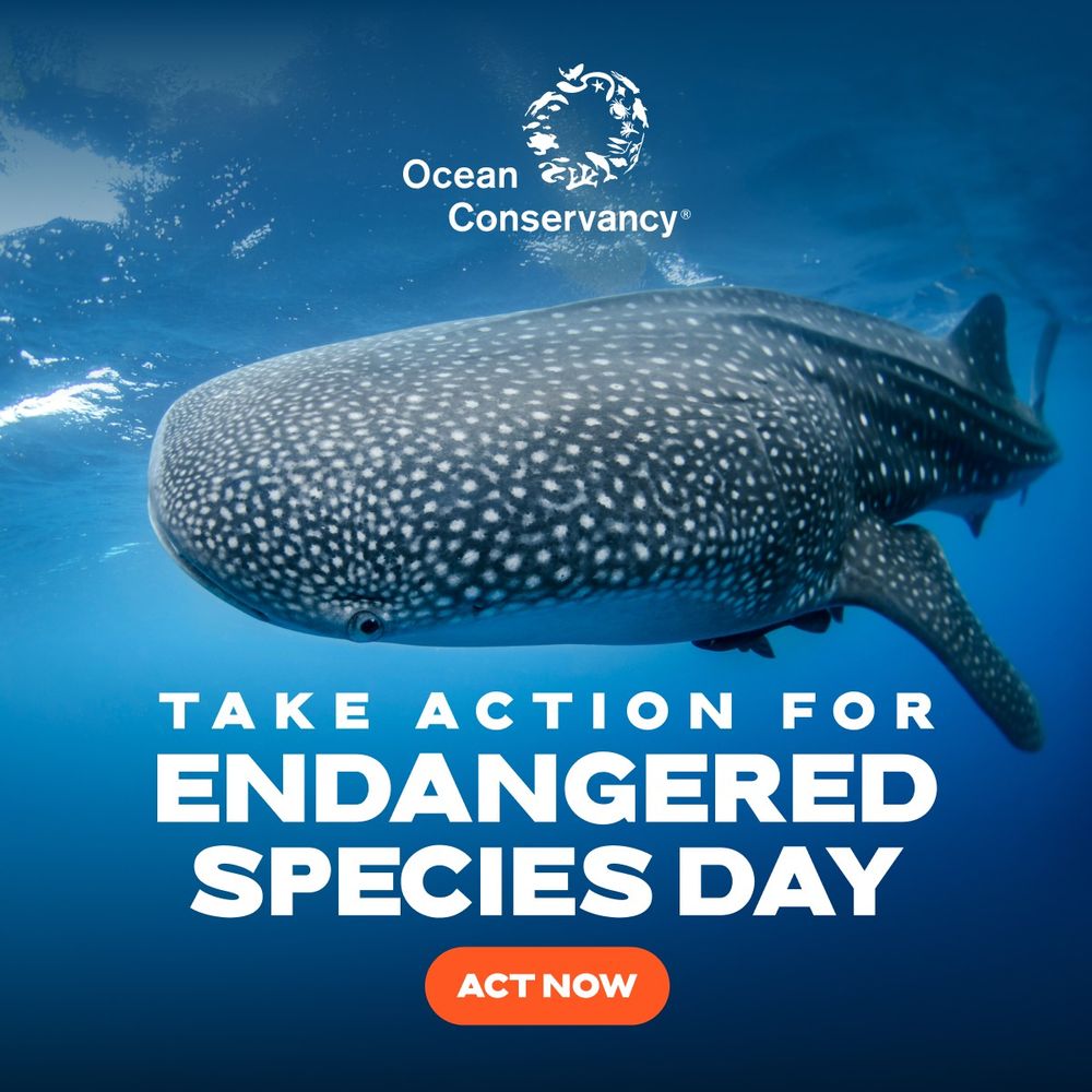 Social graphic featuring a whale shark for Endangered Species Day