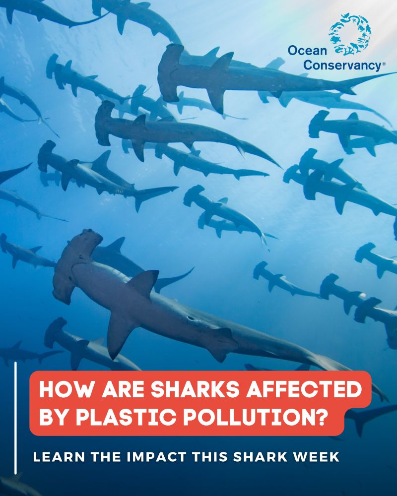 How are sharks affected by plastic pollution? Learn the impact this Shark Week. Graphic.