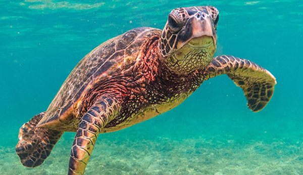 Hawaiian green sea turtle. Photo by Shane Myers/Shutterstock.