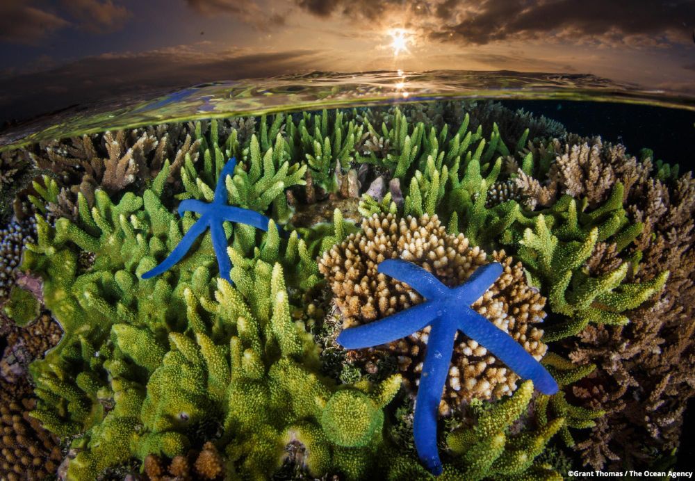 Sea star and coral reef photo by Grant Thomas