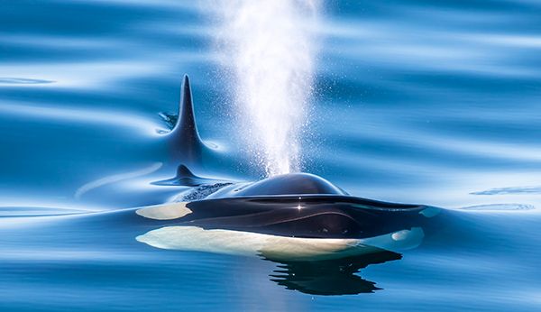 Orca at the surface of the ocean. Photo by Douglas Croft. 