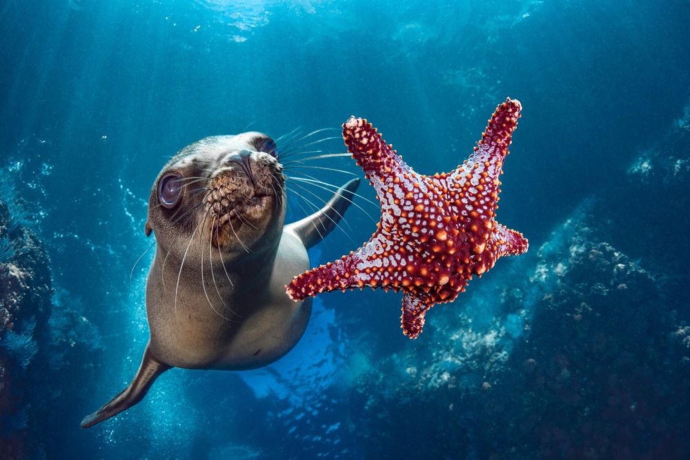 Photo of a sea lion and a seastar. Photo by Hannes Klostermann/Ocean Image Bank.
