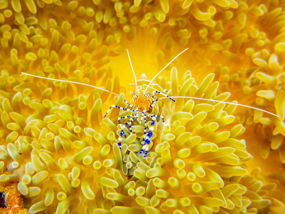 Cleaner shrimp on yellow coral reef. Photo by Tralee Chapman.