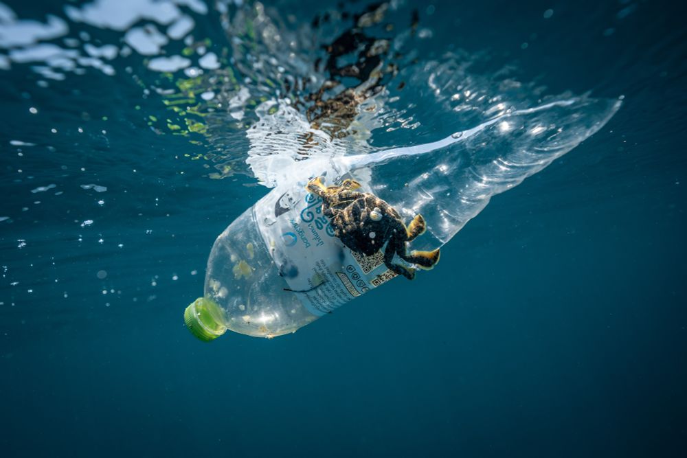 Image of a crab holding onto a plastic water bottle in the ocean. Photo taken by Pier Nirandara.