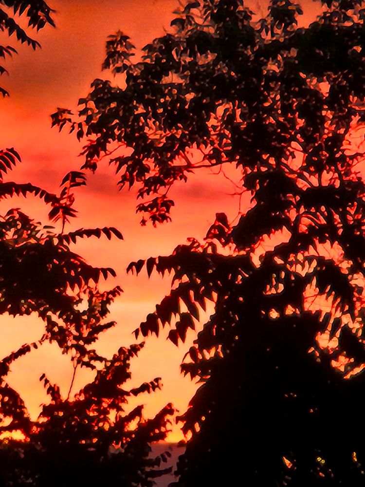 Bright orange sky eith the profile of dark branched