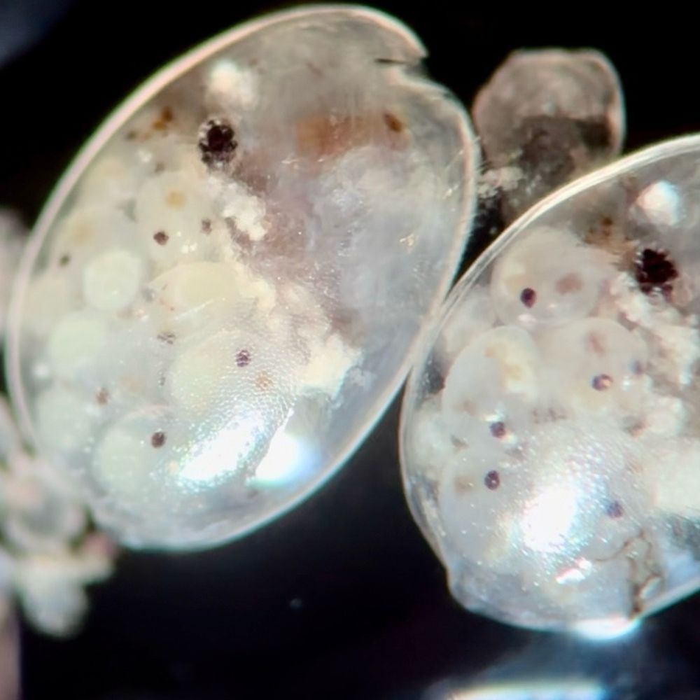 Two small, ellipsiod crustaceans called ostracods as seen underneath a microscope. They are seed shaped and each have a large black eye because they are viewed from one side only. In the posterior of their shells, these females contain many smaller individuals: babies they are brooding in their brood pouch.