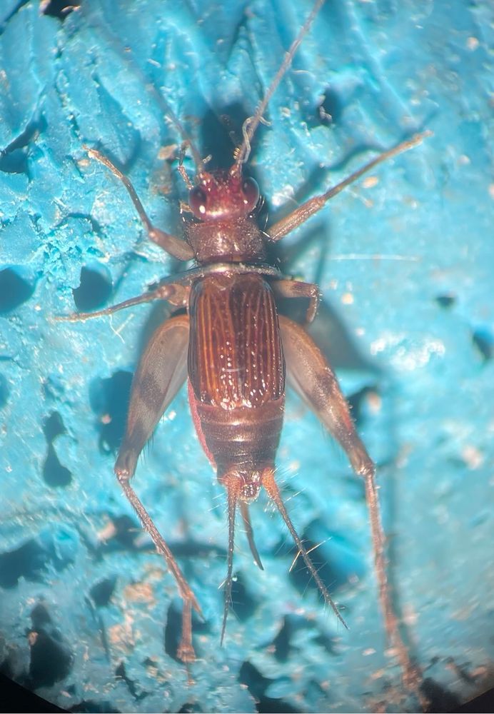 A female cricket seen through a microscope. She is brown with large back legs and a curved ovipositor, which gives the name swordtail.