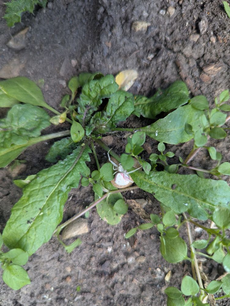 A goldenrod crab spider sitting on a leaf of a weed in a garden 