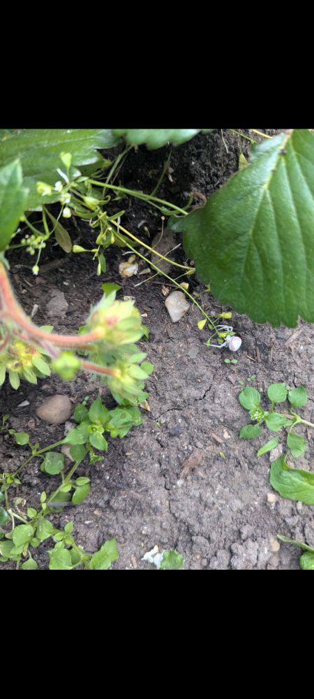 A small crab spider, white with red markings, clutches a leaf in a garden 