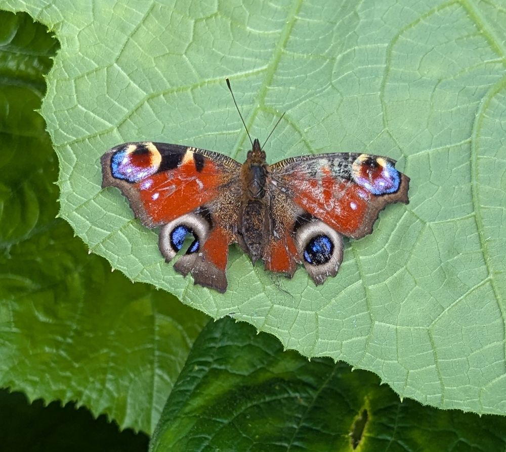 gorgeous but battered peacock butterfly, tattered wings, half an antenna missing, he's still got it tho 