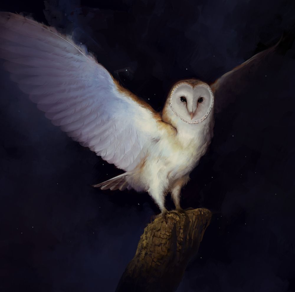 Digital painting of a barn owl at night 