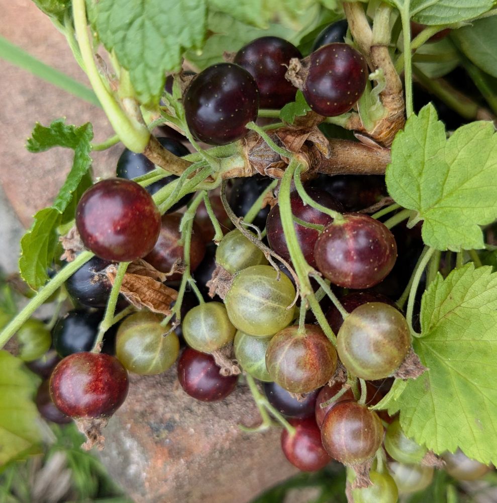 some blackcurrants at various stages of ripeness, from translucent veined green to opaque deepest darkest redblack