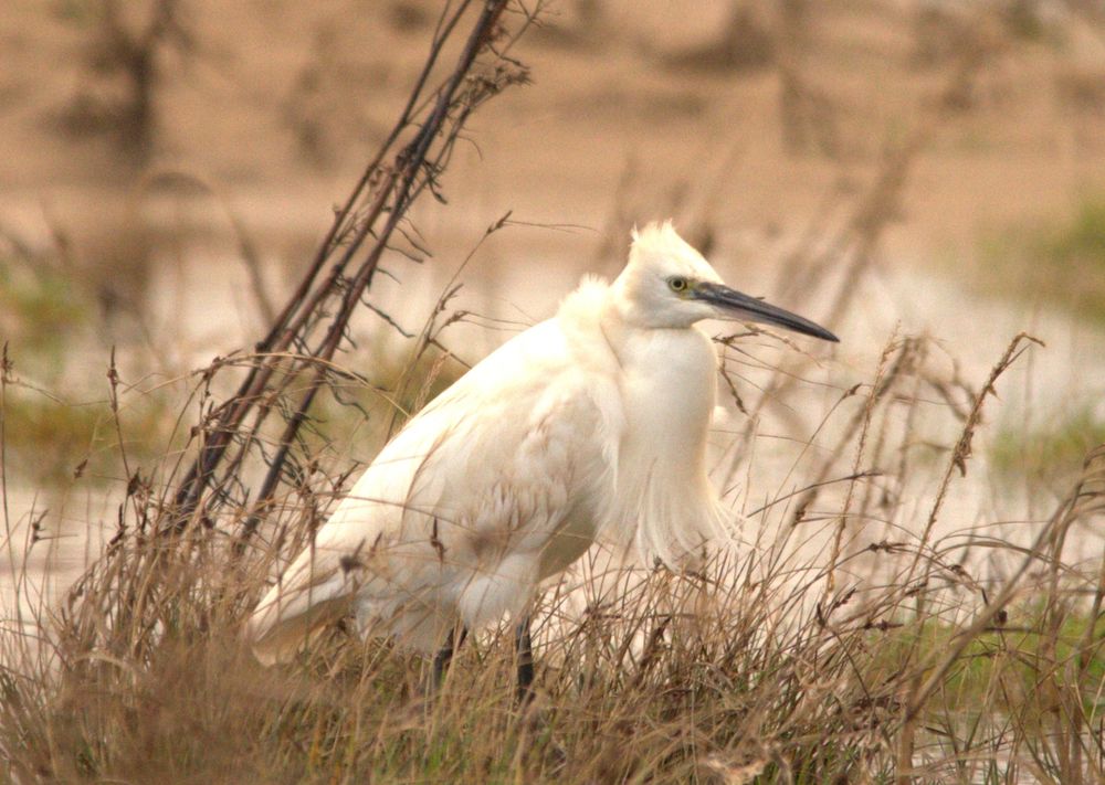 over exposed photo of a wind blasted egret