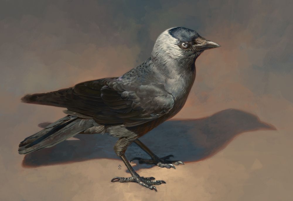 digital painting of a jackdaw in the sun