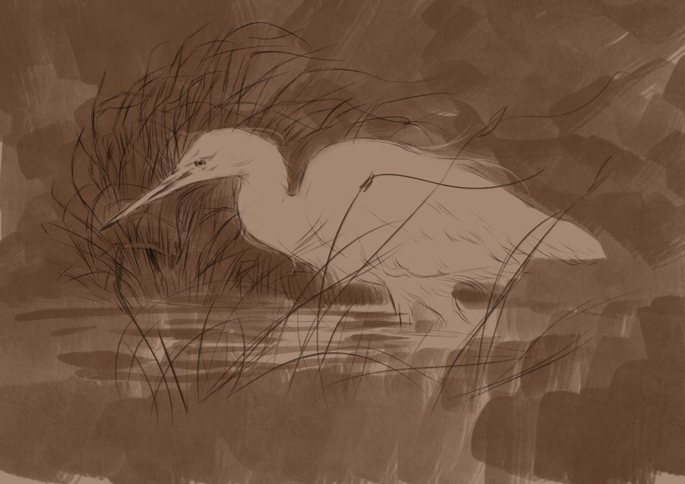 sketch of an egret