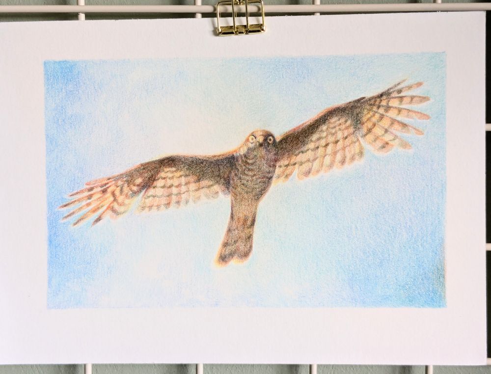 coloured pencil drawing of a sparrowhawk in flight, back lit, staring wide eyed