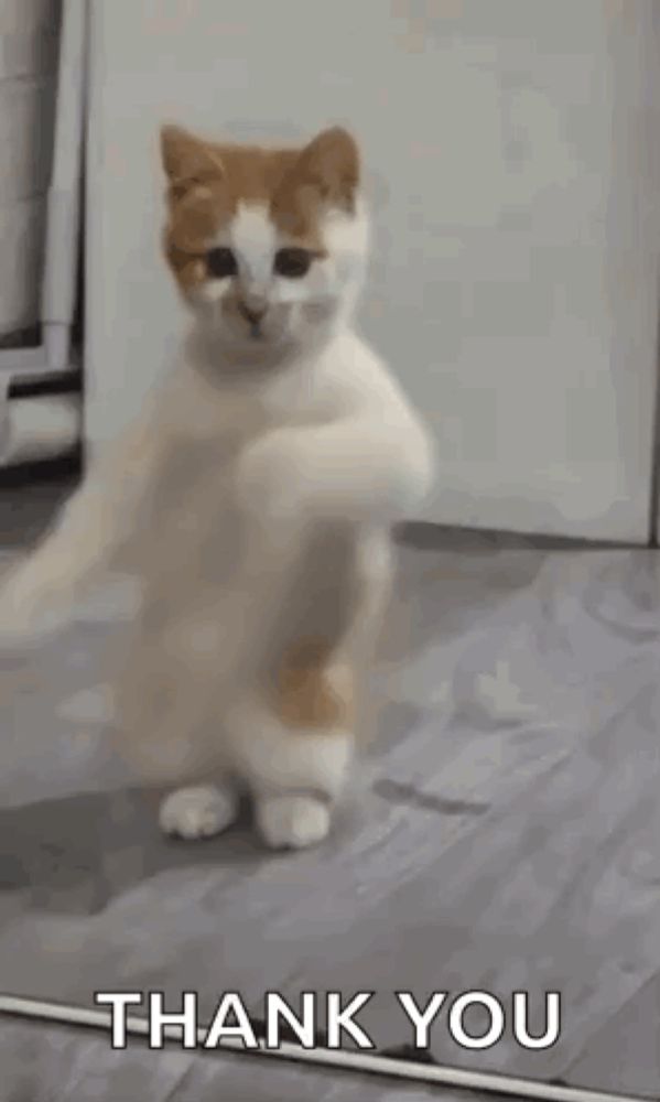 a cat is standing on its hind legs with its paws up and saying `` thank you '' .