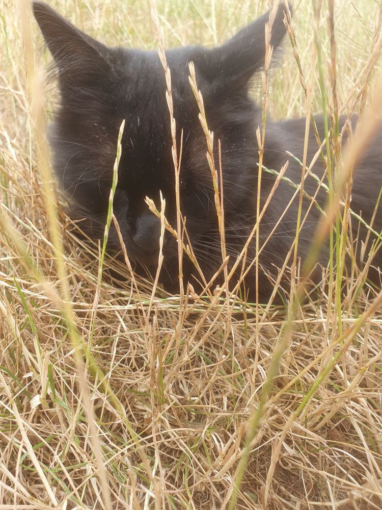 Ralfi, chat noir, qui rompiche dans l'herbe