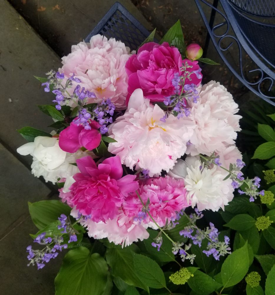 One of the best years for my peonies 💖 Medium and light pink peonies with blue mountain mint. 