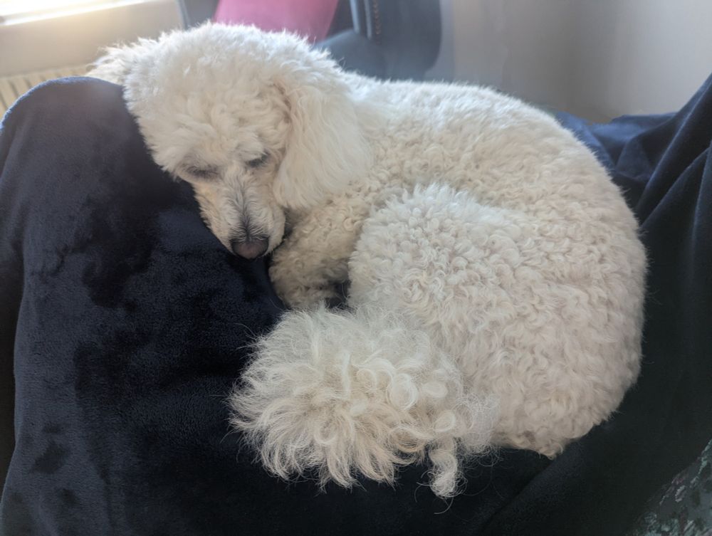 A very sleepy and very floofy white miniature poodle curled up in the crevice of a navy blue sofa cushion after a long walk.