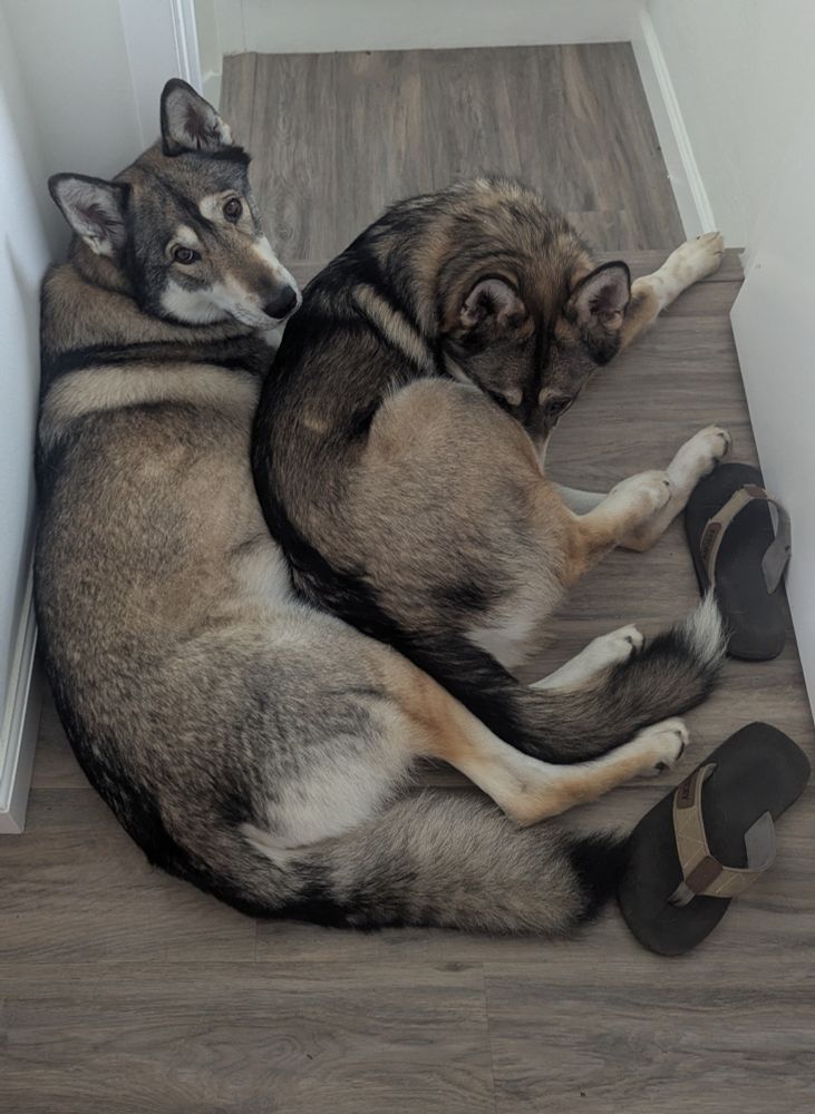 canines laying closely together in front of a stairwell with flip flops on the side