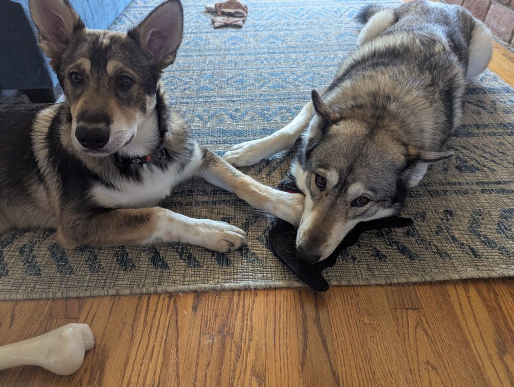 dogs playing with toy