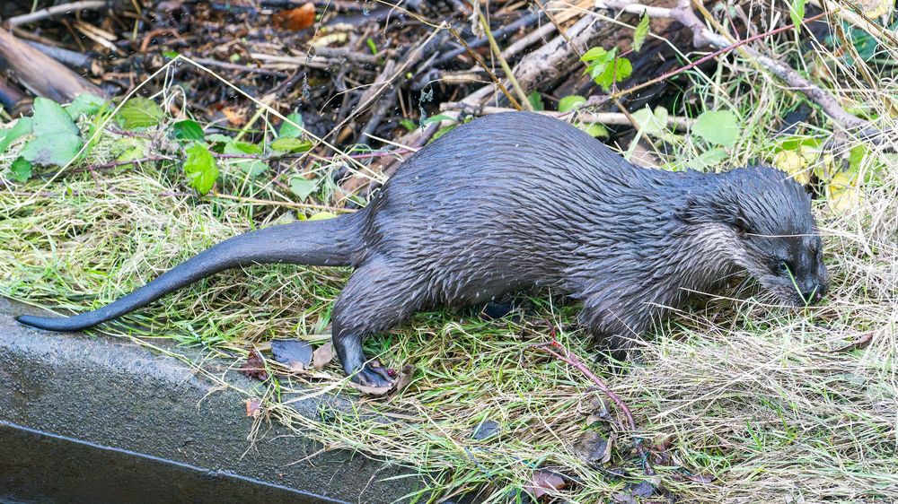 Female Otter on a riverbank sniffing the grass