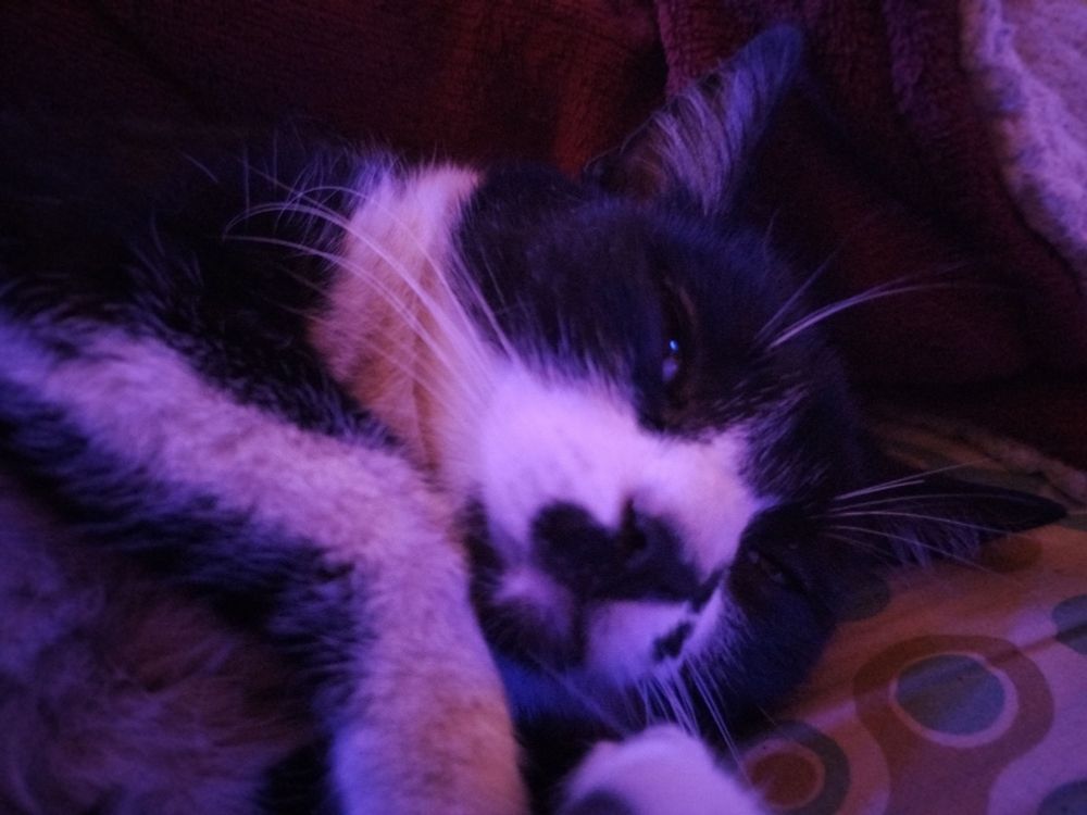 A black and white kitty cat named Suli looking absolutely derped out in her cuddle fueled sleep!