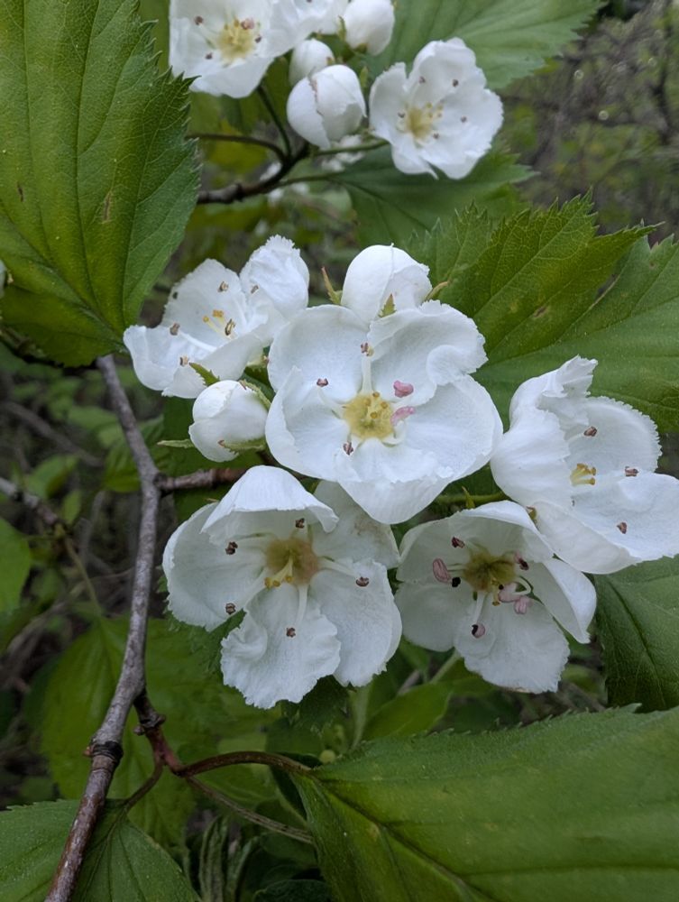 Downy Hawthorn (Crataegus mollis) blooms. While flower amongst green foliage.