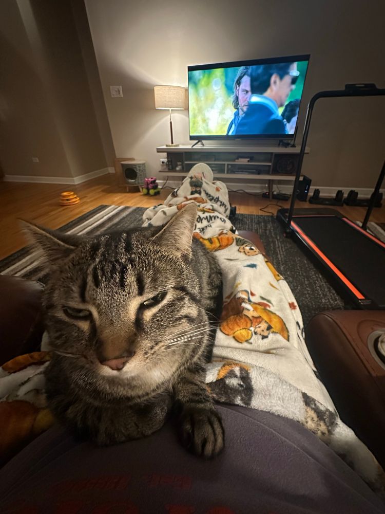 Cat on person’s blanketed lap looking relaxed 