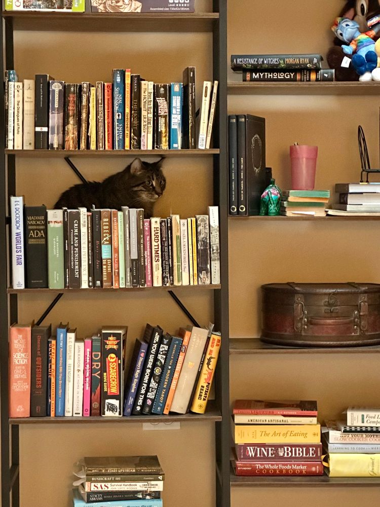 A tabby cat perches behind the books on a bookshelf