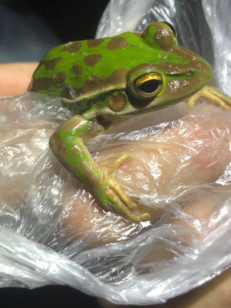 Green-and-golden bell frog