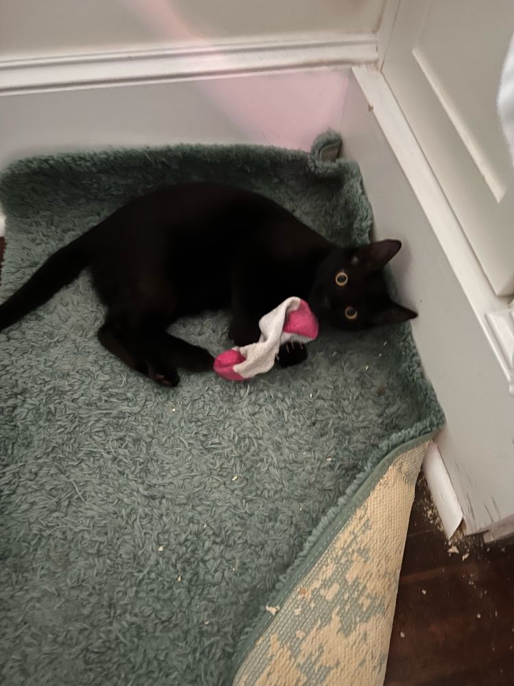 Cat caught eating a sock on a carpet