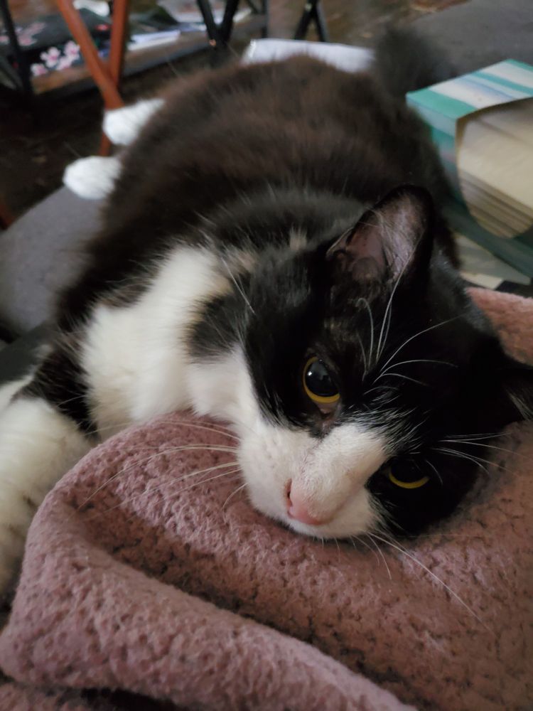Hidey, a longhaired black and white tuxedo cat, sprawls on a mauve blanket.