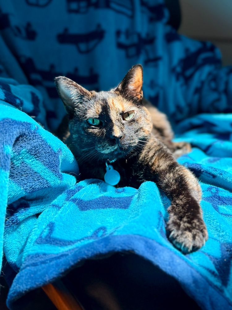 Tortie cat on blue blanket 